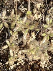 Cerastium glomeratum