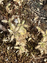 Cerastium glomeratum