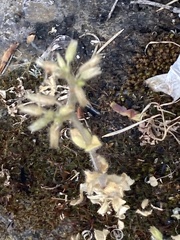 Cerastium glomeratum