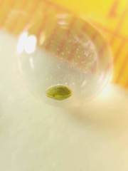 Cyprididae