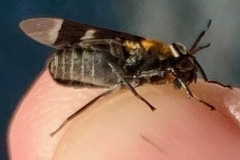 Chrysops cincticornis