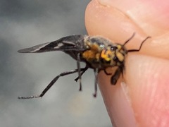 Chrysops cincticornis