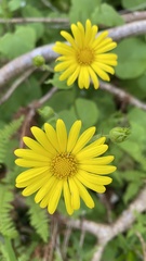 Doronicum pardalianches