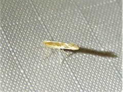 Cameraria conglomeratella