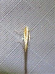 Cameraria conglomeratella