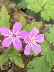 Geranium robertianum