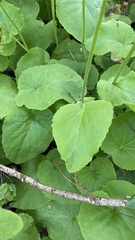 Doronicum pardalianches