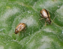 Phyllotreta armoraciae