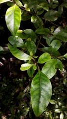 Coprosma tenuifolia