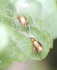 Phyllotreta armoraciae