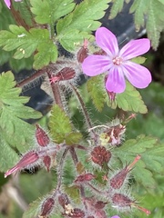 Geranium robertianum