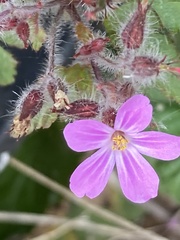 Geranium robertianum