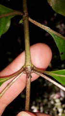 Coprosma tenuifolia