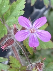 Geranium robertianum