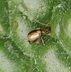 Phyllotreta armoraciae