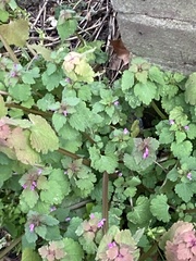 Lamium purpureum