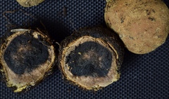 Elaphomyces granulatus