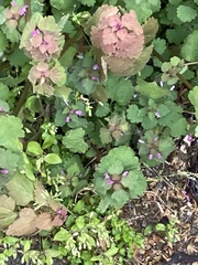 Lamium purpureum