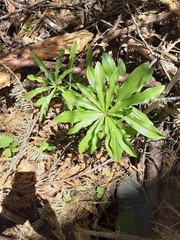 Lilium washingtonianum