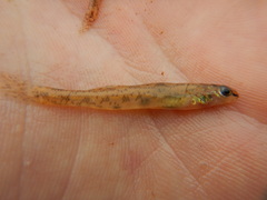 Etheostoma chlorosoma