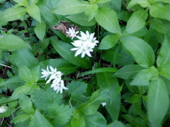 Allium ursinum