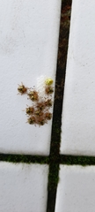 Discocephalinae