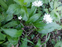 Allium ursinum