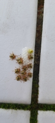 Discocephalinae