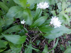 Allium ursinum