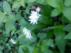 Allium ursinum