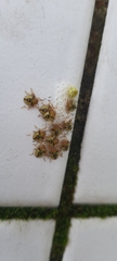 Discocephalinae