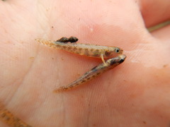 Etheostoma proeliare