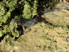Desmognathus abditus