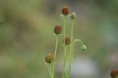 Helenium thurberi