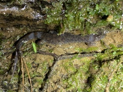 Desmognathus abditus