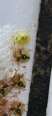 Discocephalinae