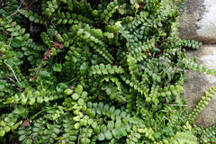 Blechnum blechnoides