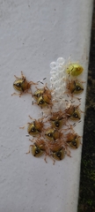 Discocephalinae