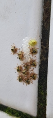 Discocephalinae