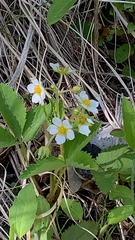 Fragaria vesca