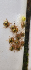 Discocephalinae