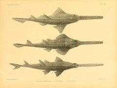 Knifetooth Sawfish photo 4