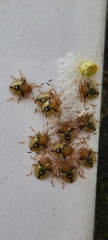 Discocephalinae