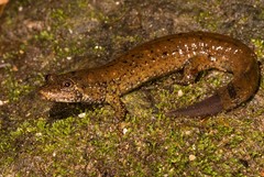 Desmognathus folkertsi