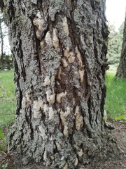 Lymantria dispar