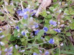 Veronica chamaedrys