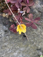 Oxalis corniculata