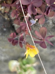Oxalis corniculata