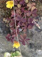 Oxalis corniculata