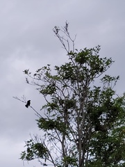 Patagioenas leucocephala